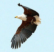 African Fish Eagle