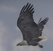 African Fish Eagle