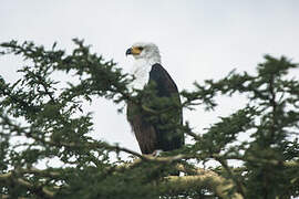 African Fish Eagle