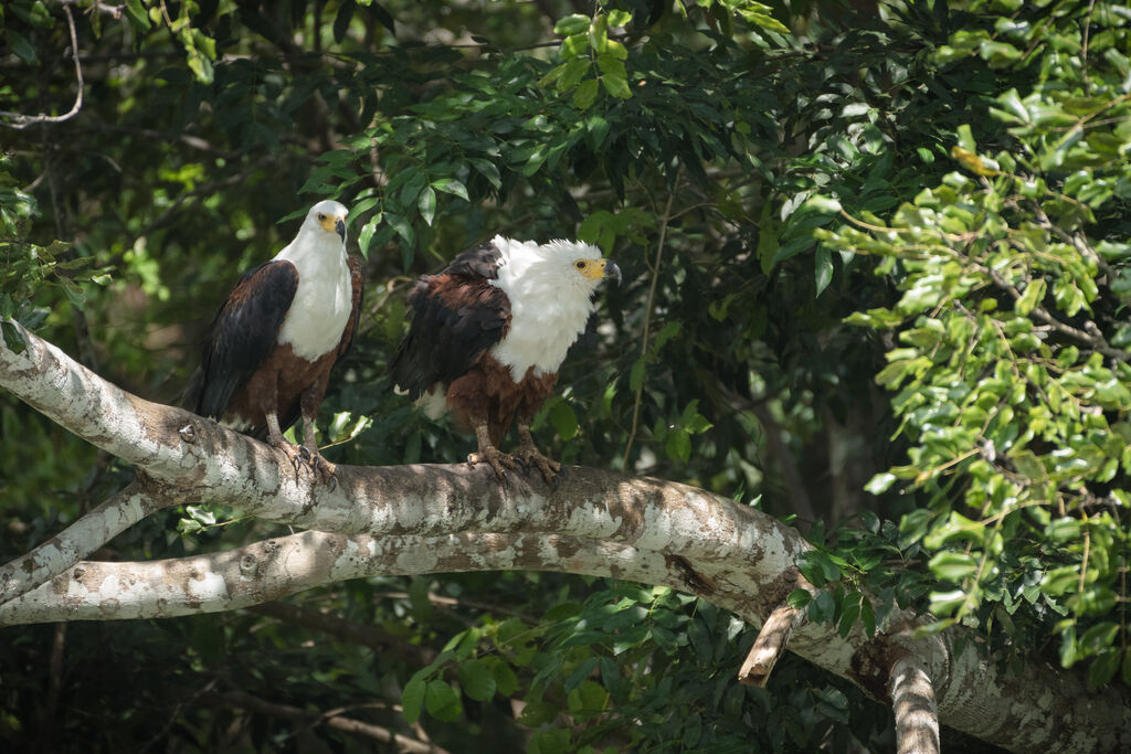 African Fish Eagle