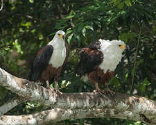 African Fish Eagle