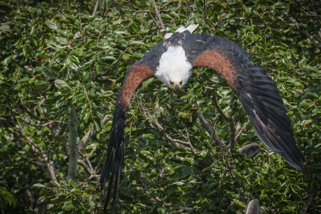 African Fish Eagle