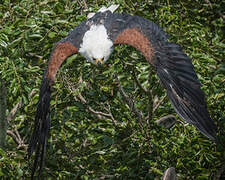 African Fish Eagle