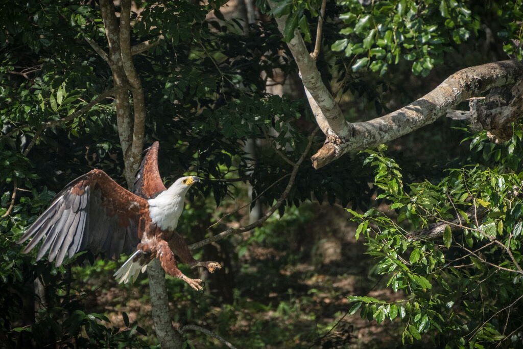 African Fish Eagle