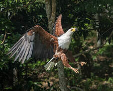 African Fish Eagle