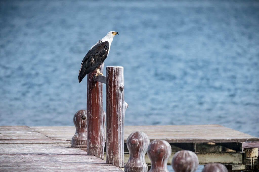 African Fish Eagle