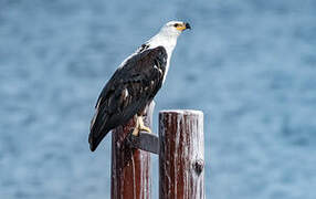 African Fish Eagle