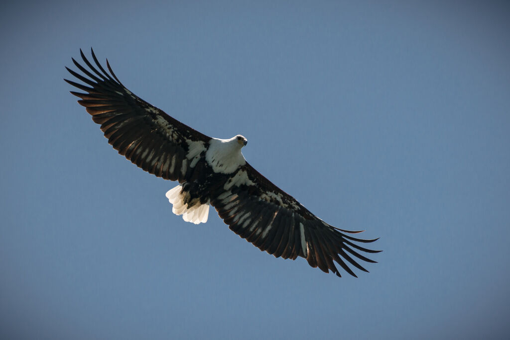 African Fish Eagle