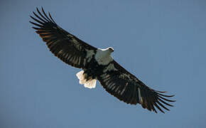 African Fish Eagle