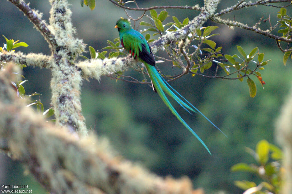 Quetzal resplendissant mâle adulte nuptial, identification