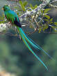 Quetzal resplendissant