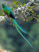 Resplendent Quetzal