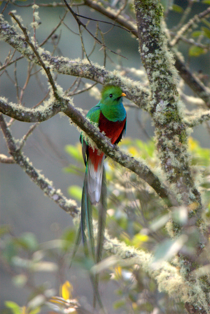 Quetzal resplendissant