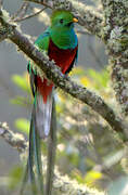 Quetzal resplendissant