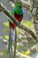 Quetzal resplendissant