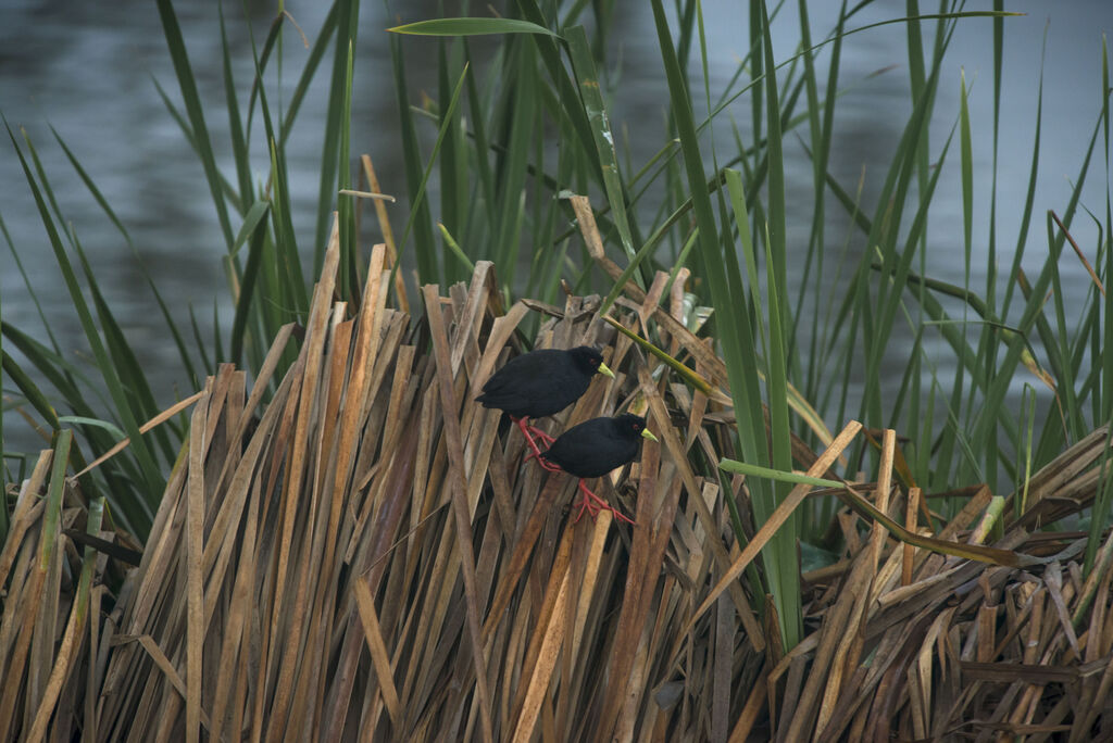 Black Crake