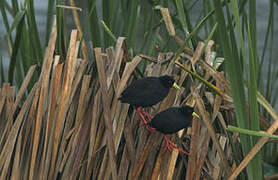 Black Crake