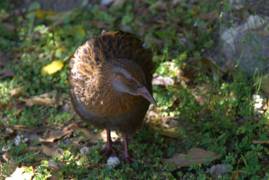 Weka