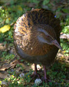 Weka