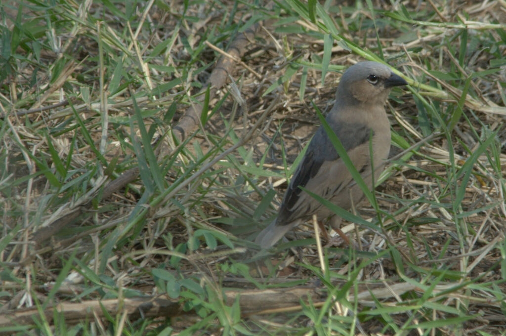 Grey-capped Social Weaver