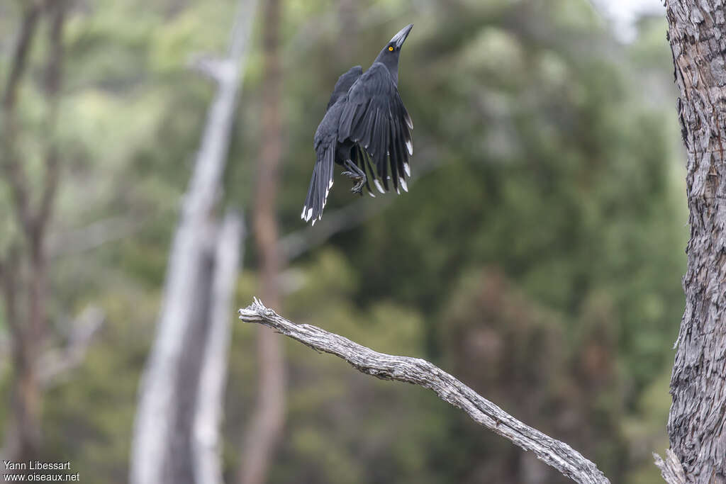 Black Currawongadult, Flight