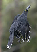 Black Currawong