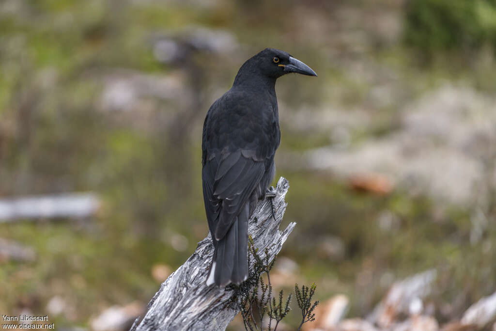 Black Currawongadult