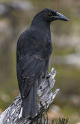 Black Currawong