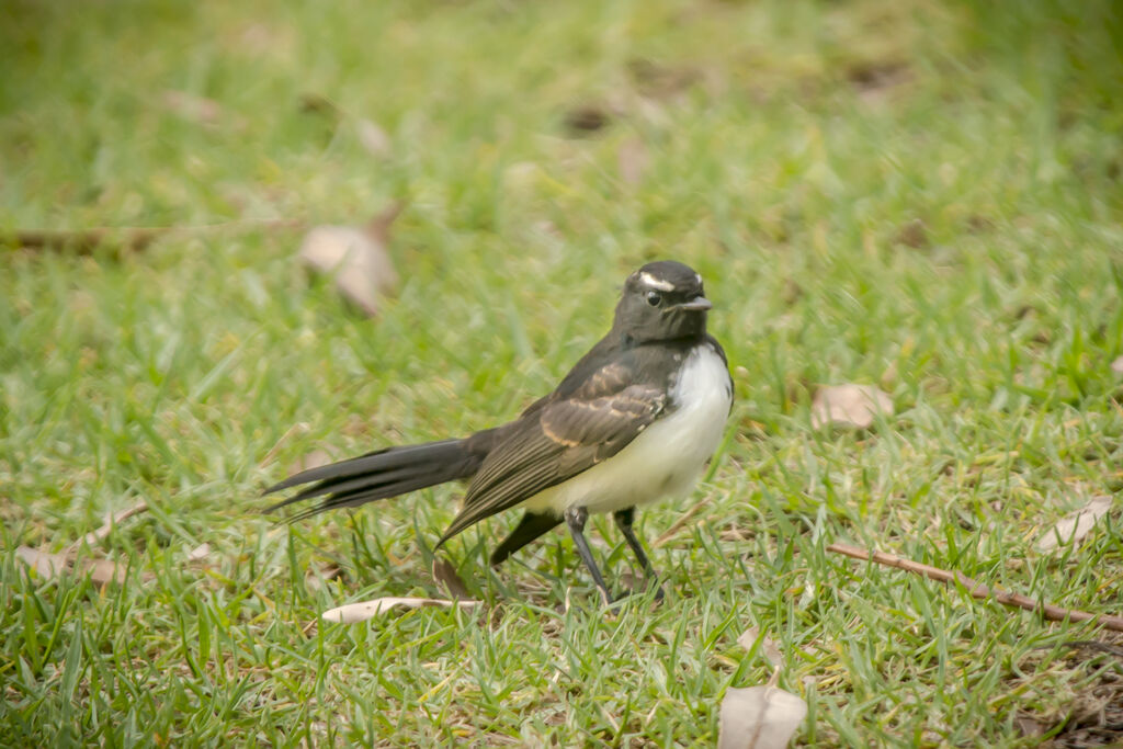 Willie Wagtail