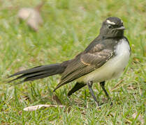 Willie Wagtail