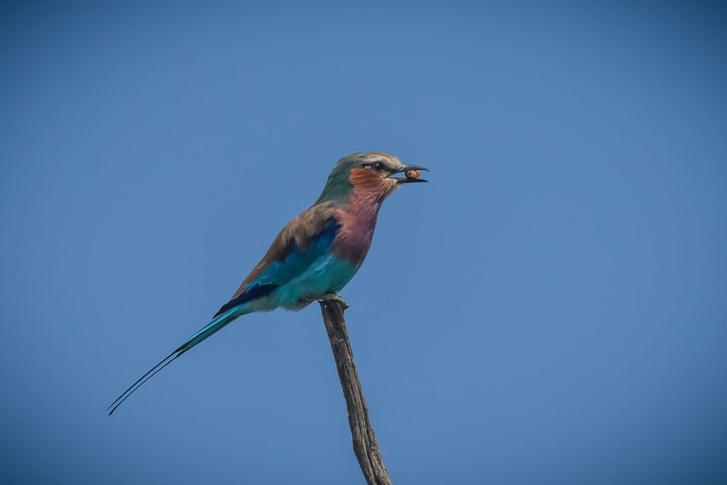 Lilac-breasted Roller