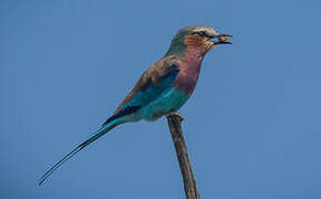 Lilac-breasted Roller