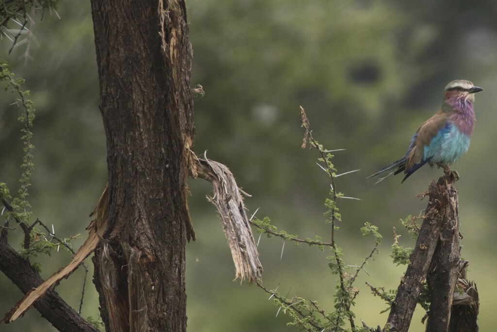 Lilac-breasted Roller