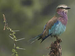 Lilac-breasted Roller