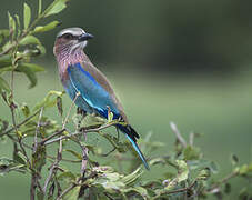 Lilac-breasted Roller