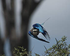 Lilac-breasted Roller