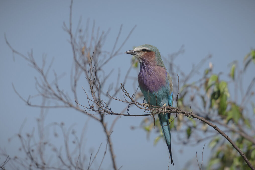 Lilac-breasted Roller