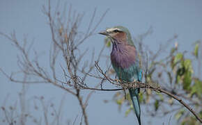 Lilac-breasted Roller