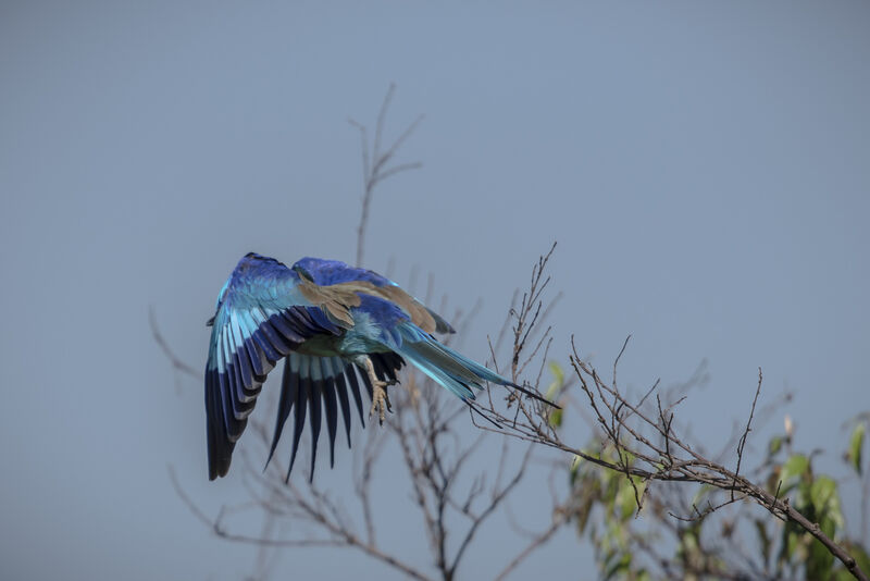 Lilac-breasted Roller, Flight