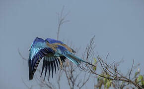 Lilac-breasted Roller