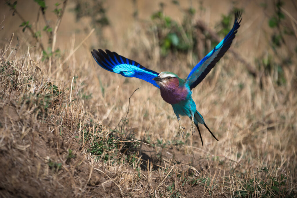 Lilac-breasted Roller, Flight