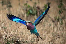 Lilac-breasted Roller