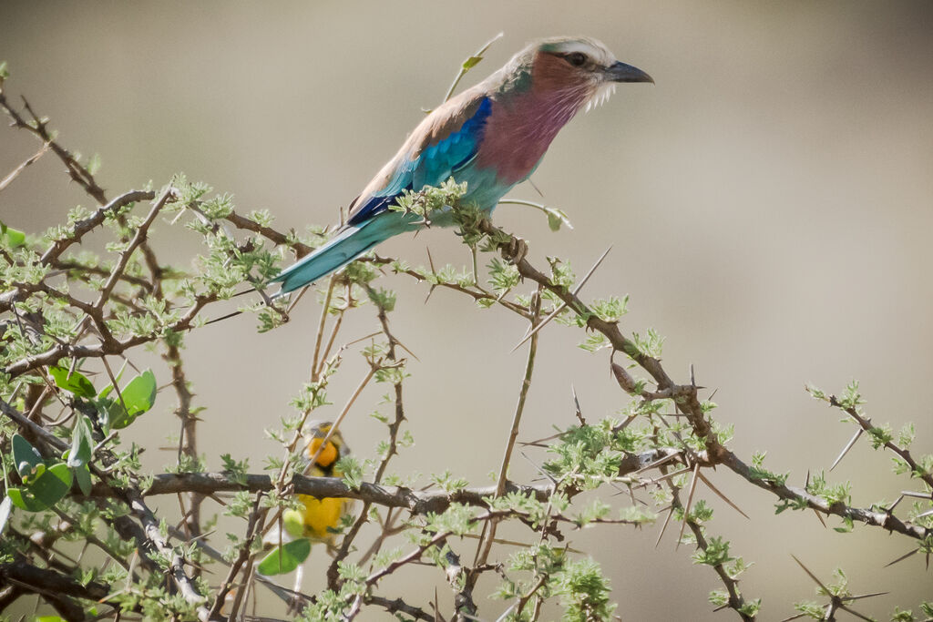 Lilac-breasted Roller