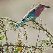 Lilac-breasted Roller