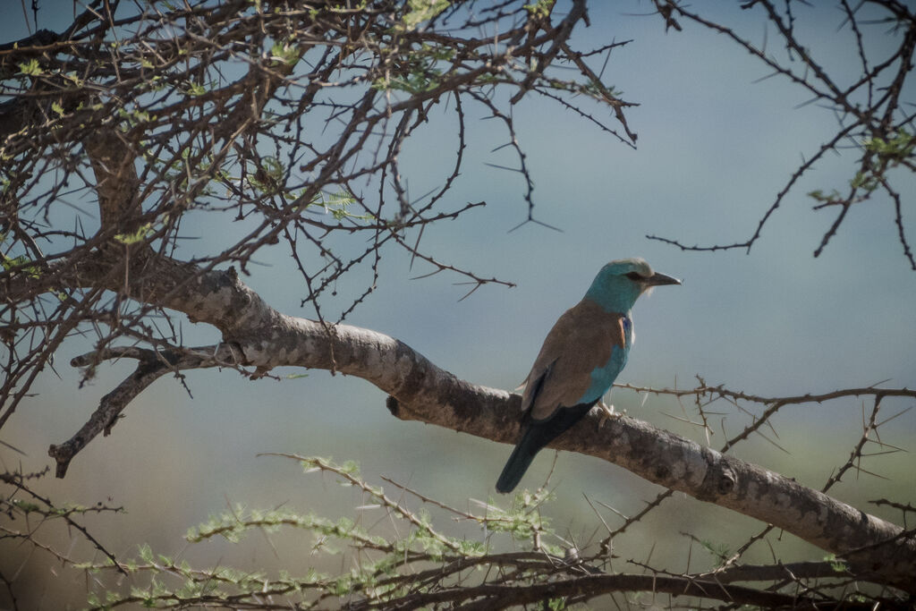 European Roller