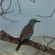 European Roller