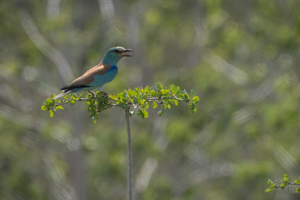 European Roller