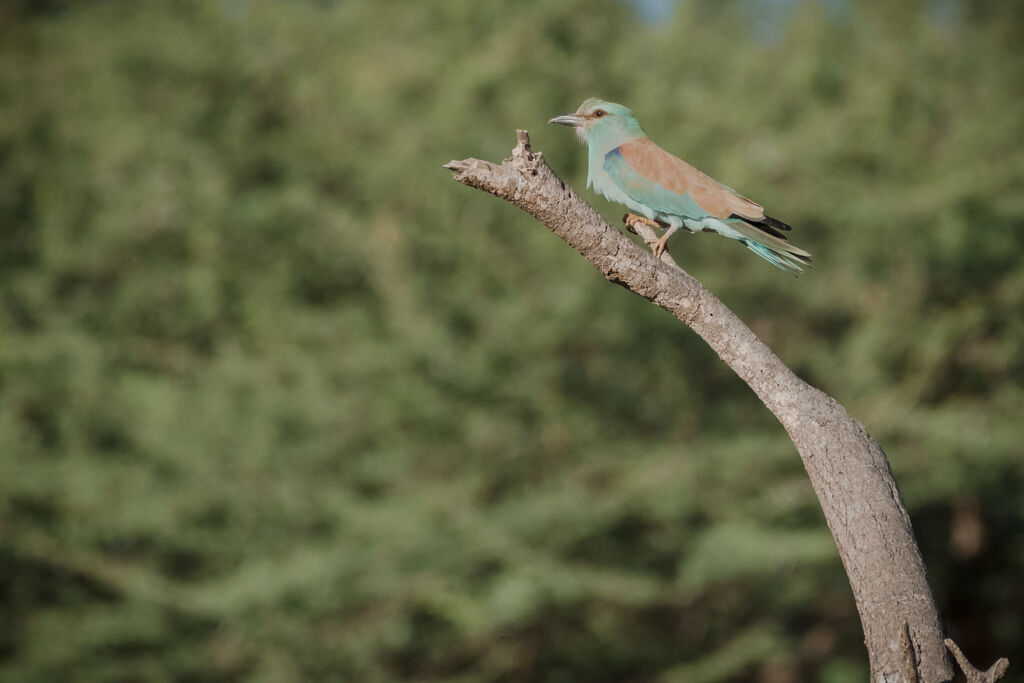 European Roller