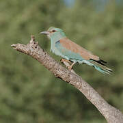 European Roller