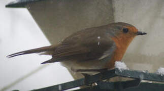 European Robin